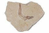 Cretaceous Fossil Fish - Lebanon #218843-1